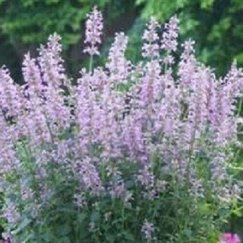Semi Freschi - Agastache - Rosa Menta - 25 Semi