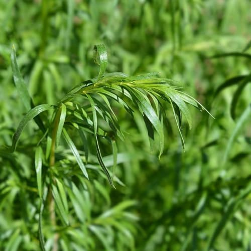 semillas de estragón exótico cultivo de jardín jardín balcón silvestres semillas jardineros extraño resistentes 800pcs