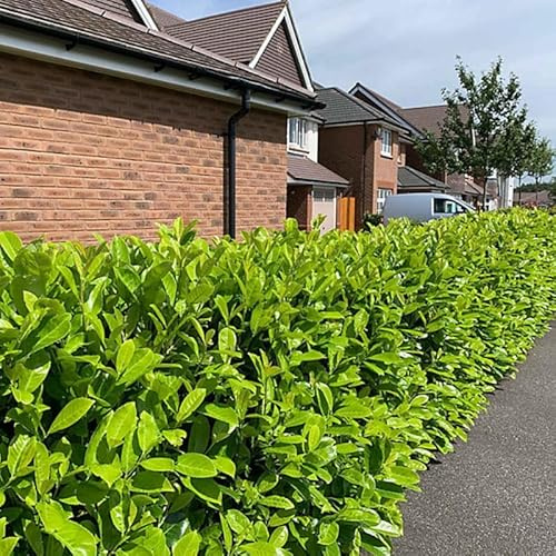 2 Cherry Laurel Live Hedge Plants for Planting – 6 to 12 Inch Tall | Shrub with Dense Foliage | Fast-Growing Outdoor Live Plants for Borders & Screens