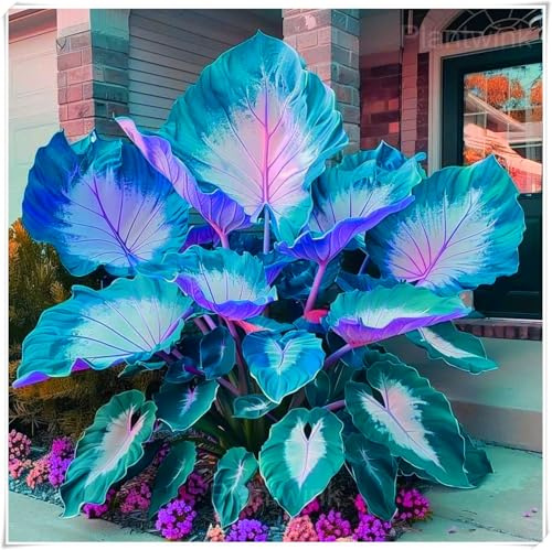 Otoño o primavera-Excelente para plantar en interiores o exteriores-Rizomas de Hosta -En maceta-Fácil de cultivar. -4 Rizomas-E