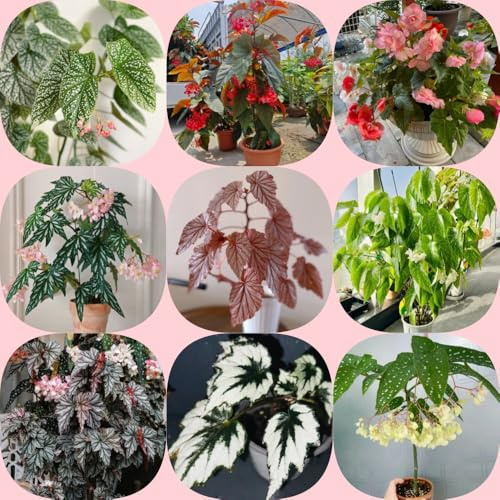 semillas de begonia decorativas de oficina Begonia trucha decoración sala estar invernaderos balcón lugares soleados jardineros semillas 200pcs