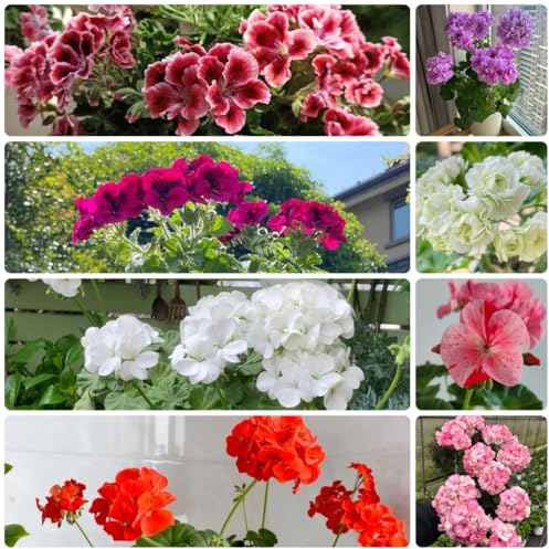 semi di geranio, luoghi soleggiati geranio da balcone perenni resistenti per il giardino da aiuola rialzata, 400pcs