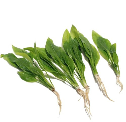 K2AQUA 5 x Echinodorus Bleheri Live Aquarium Plants Amazon Sword Plant for Tropical Natural Fish Tank