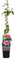 Bloomique - Clematis Hagley Hybrid - Waldrebe - Rosa - Kletterpflanzen - Gartenpflanzen - Winterhart - Topf 15 cm - 70-80 cm hoch