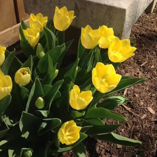 tulpenzwiebeln - Seltene Pflanzen serie - gartenpflanzen blumenzwiebeln mehrjährig winterhart blumen garten dekopflanzen zwiebelblumen indoor garden, tulpen zwiebeln, tulpenzwiebel 3pcs