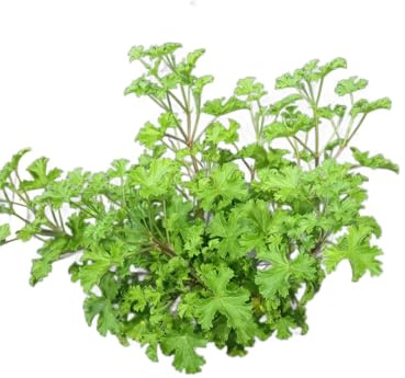 Geranio Mosquitera Planta Natural con Propiedades Aromáticas y Protectivas