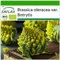 SAFLAX - BIO - Blumenkohl - Romanesco - 50 Samen - Mit keimfreiem Anzuchtsubstrat - Brassica oleracea