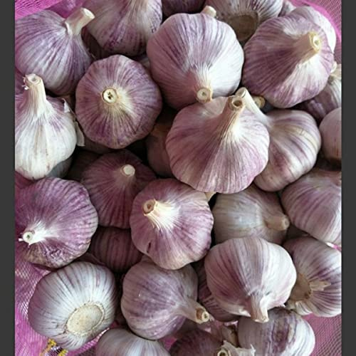 Garlic Bulbs Whole, Early Purple Italian Garlic Bulbs, 3 Bulbs, This Garlic is ready for Eating or Planting, Cool Beans N Sprouts