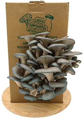 Merit Mushrooms - Large Blue Oyster Mushroom Growing Kit | Ready-to-Grow | Cut and Spray | Mushrooms in as Little as 2 Weeks | Grow Your Own Mushrooms