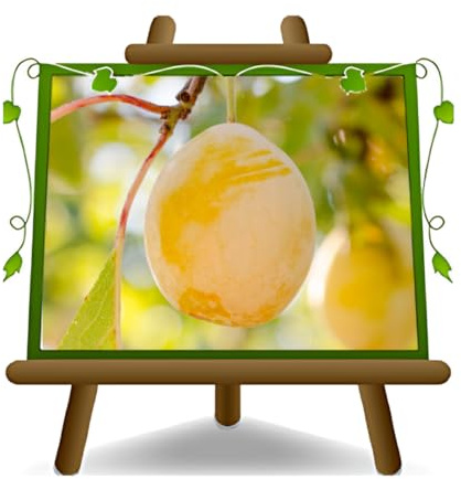 EURO PLANTS VIVAI Prunier Reine Claudia jaune plante fruitière en pot 20 cm hauteur 150~170 cm - Âge 2 ans