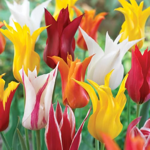 8 x Tulip Lily Flowering Mixed Bulbs – Spring Flowering Tulip Bulbs - Colourful Blooms with Pointed Petals – Adds Vibrant Display to Your Spring Garden – Perennial – for Your Beautiful Garden