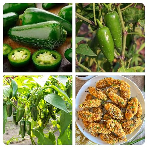 Semi di Peperoncino Jalapeño, Jalapeno Jalapegno Varietà Messicana, 100 Semi, per Giardini Aiuole Fioriere Orto, Coltivazione Outdoor, Altezza 50 cm