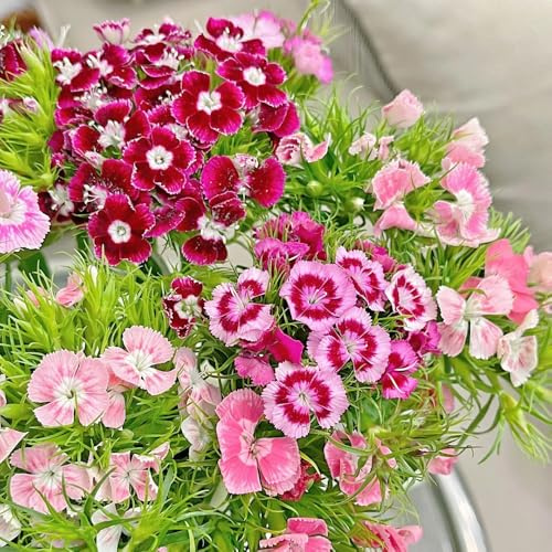 semillas de clavel anual - Dianthus - orgánicas para de balcón resistentes rocalla jardín con exóticas, 800pcs