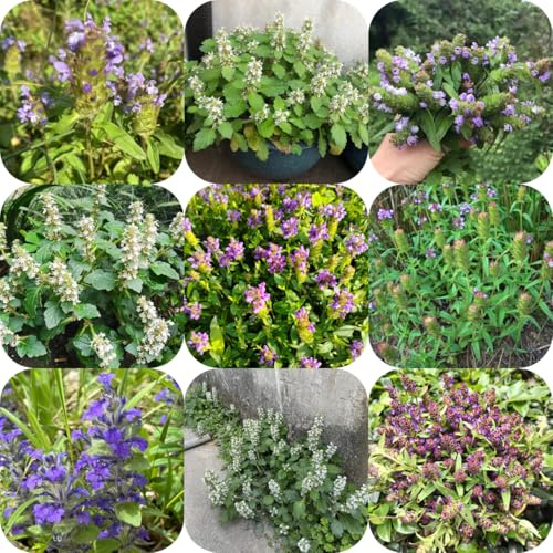 campanula marrone da appartamento medicinali Prunella vulgaris da giardino organiche per la copertura del terreno appartamento che purificano l'aria 160semi