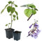 Blauglockenbaum Paulownia SHANDONG schnellwachsend - auch bekannt als Kiri-Baum, Kaiserbaum mit blauvioletten & glockenförmigen Blüten als Wertholz & Schattenbaum (2x 9 cm-Topf)