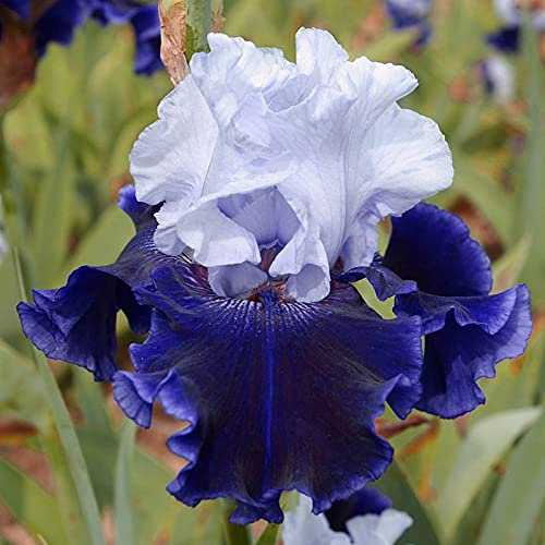 Iris germanica, Esotico, Iris Bulbs, Esotico, Adattabile,Dea dell'Arcobaleno, Iris bulbi, Bulbo di iride raro-2 Bulbi,e