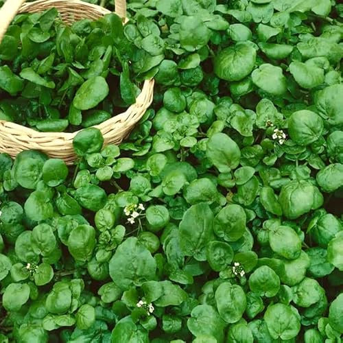 Watercress - 2000 Seeds + Freebie + Plant Tag - Nasturtium officinale