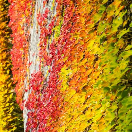 400 Pcs Wilder Wein Pflanze Winterhart Samen - Pflanzen Hängend, Ranke Kletterpflanzen Creeper Jungfernrebe Samen, Exotische Pflanzen Winterhart Gartenpflanzen Lianen Dekoration Dschungel