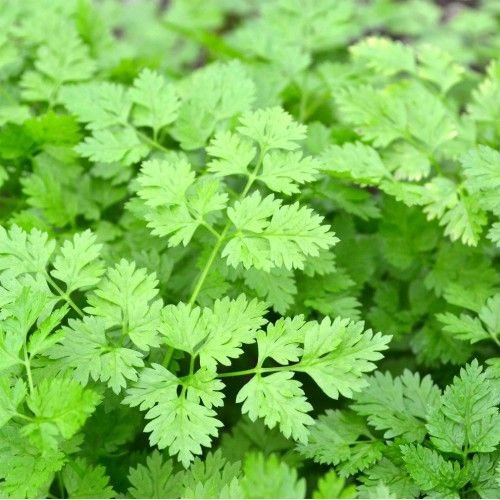 200 Seeds - Cerfoglio Seeds ONLY