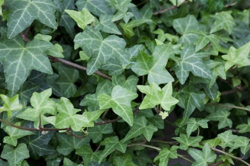 Hedera helix 'Woerner' 40–60 cm – Immergrün, Winterhart, Pflegeleicht – Efeu – Kletterpflanze für Wand & Zaun