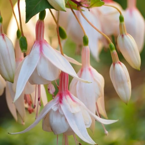 Fuchsia Hardy Annabelle Bushy Upright Summer Bedding with Double Pink and White Flowers Ideal for Patio Pots 1x 9cm Pots by Thompson and Morgan
