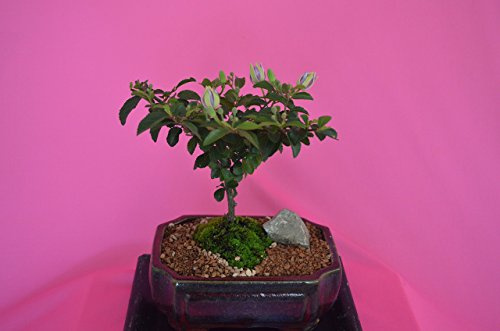 INDOOR BONSAI, GREWIA, 5 YEARS OLD, FLOWERS,PURPLE, BROOM STYLE