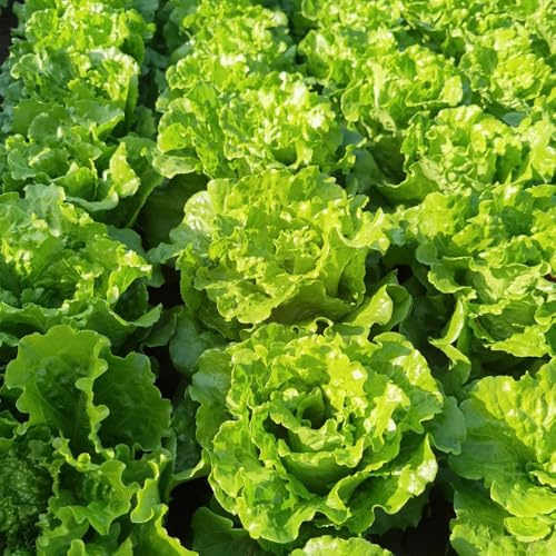 Semillas de lechuga resistentes al invierno, raras orgánicas, jardín 600pcs