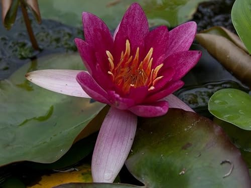 Ninfea 'Pygmaea Rubra' – Mini Ninfea a Radice Nuda Fiore Rosso Rubino – Pianta Acquatica Compatta per Laghetti e Vasche Piccole – Fioritura Estiva – Coltivata in Italia