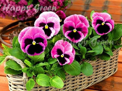 Pansy Swiss Giant Laura Pink 170 Seeds + Plant tag + Freebie - Viola wittrockiana