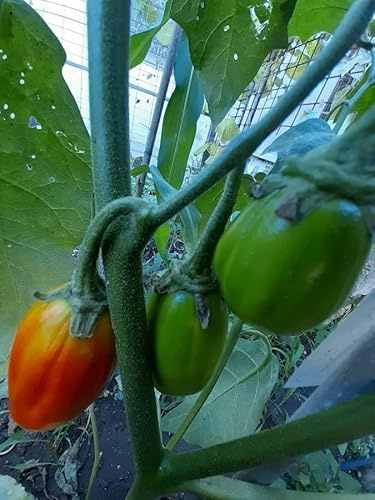 Melanzana Gilo Tingua - Solanum Aethiopicum - 10 Semi - Produzione 2025