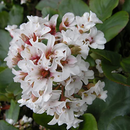 12 unità Bergenia 'Silberlicht' - Bergenia Vaso 9x9cm ±1 m² - Fiori Argento e Foglie Verdi, Ideale per Giardini e Aiuole