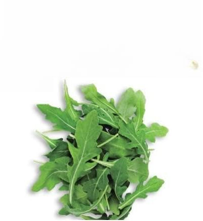 Semillas de Brotes de Rúcula Natural para Plantar en Casa