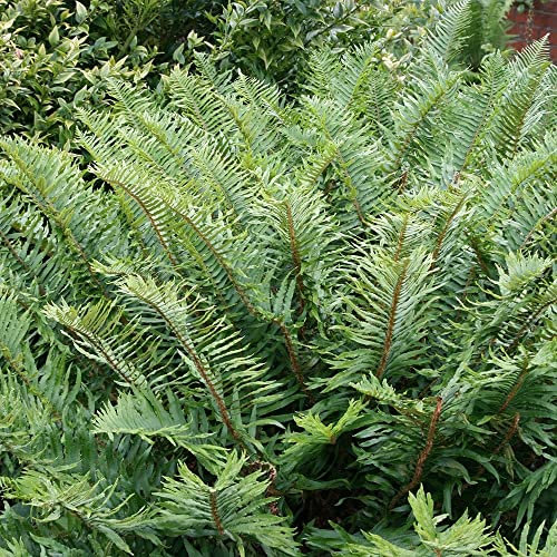 Plant Theory 2L Pot Sword Fern Polystichum Munitum Hardy Outdoor Ferns Jungle Plant Trunks