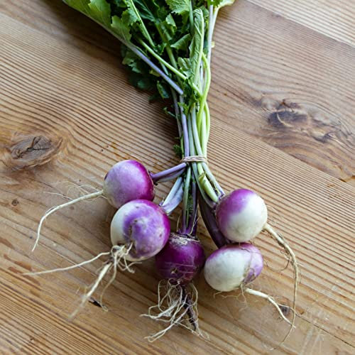 Organic Turnip F1 Falko Winter Vegetable Seeds - Easy to Grow - 200 Seeds