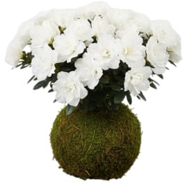 Kokedama Natural Azalea Rododendro Planta Viva Interior | DECOALIVE