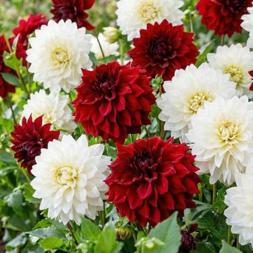 Dahlias Bulbes Blanc et Rouge Collection - 5 Bulbes de Fleurs à Planter Exterieur - Plante Exterieur Jardin - Naturelle Plantes de Hollande (pas de graines, non artificielle)