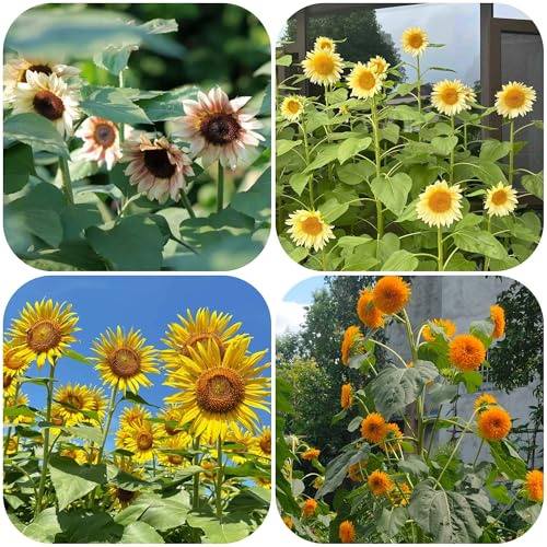 semillas de girasol perennes resistentes - Decoración balcón estar jardín rocas 600pcs