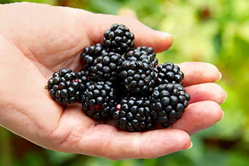 Ponca BlackBerry Plants Pack of 2 - (5-9 Tall) – Sweetest Thornless Live Berry Bushes – Cold Hardy Zones 5-9 – Self-Supporting Rubus Starter for Patio Containers or Outdoor Gardens – High Yield