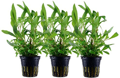 AquaOne Aquarium Pflanze 3 Stück Hygrophila corymbosa I Wasserpflanze Aquariumpflanze Stängelpflanze voll durchwurzelt einfach pflegeleicht Aquascaping Dekoration