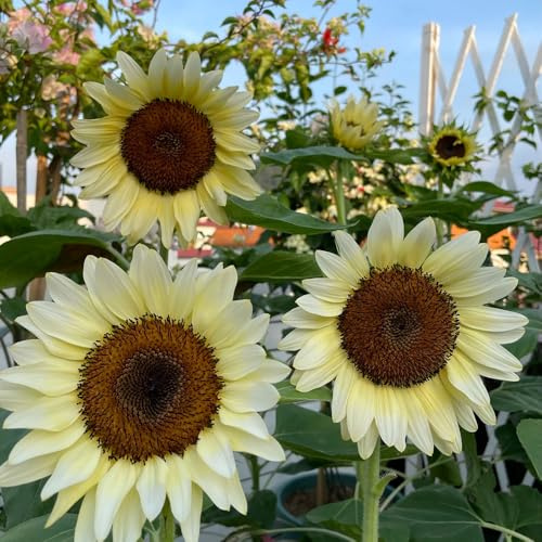 girasoles resistentes al aire libre perennes resistentes para pleno sol de interior de primavera jardín que aman la sombra, balcón con camas 550pcs