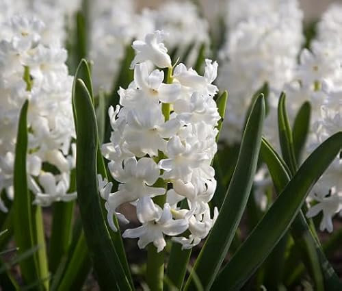 100 graines de fleurs de jacinthe blanches