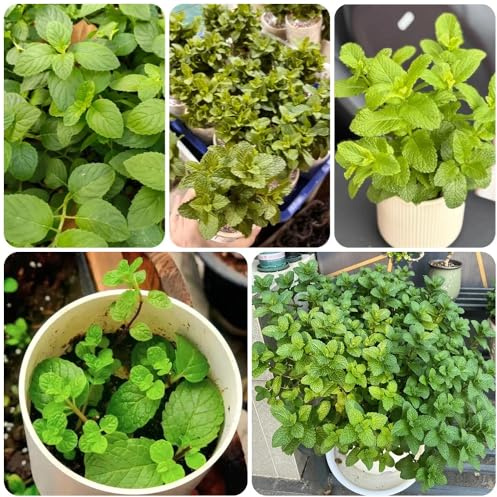 Semi di menta piperita, menta verde, rare vecchie varietà resistenti per il giardino per giardino di tappezzante prodotti 1200pcs