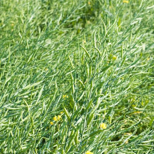 semillas de mostaza amarilla orgánica - resistente balcón 1500pcs