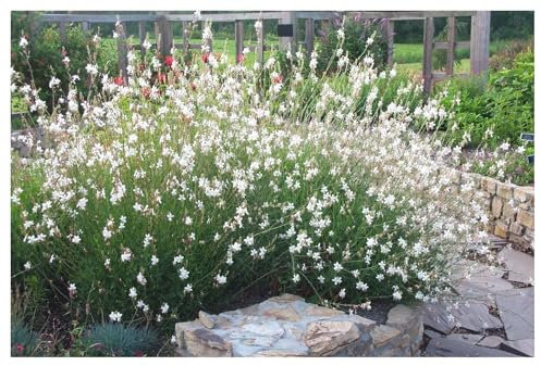 Stauden Gänge 3 x Gaura lindheimeri 'Whirling Butterflies‘ (Stauden/Staude/Winterhart/Mehrjährig) Prachtkerze weiß - Dauerblüher - Schwebende Blüten, die wie Schmetterlinge wirken