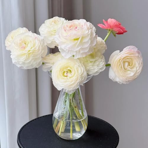 Semillas de ranúnculo semillas de decoración sala estar trepadora silvestres silvestres 80pcs