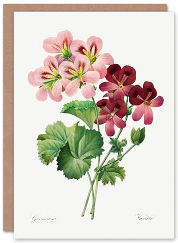 Artery8 Pierre-Joseph Redouté Art Card Vintage Geranium Flowers Illustration