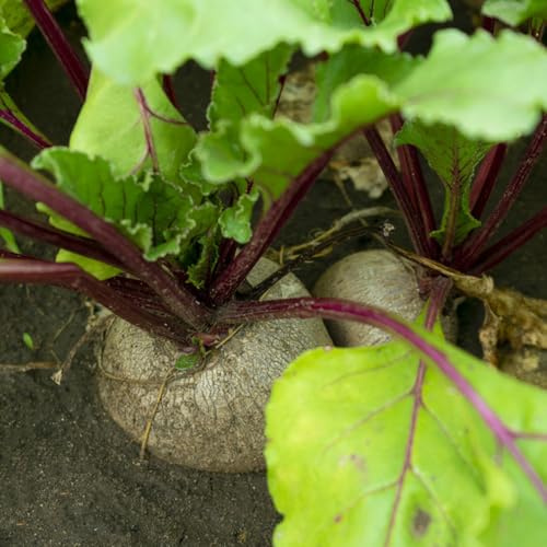 semillas de remolacha - balcón orgánicas interior jardín resistentes 300pcs