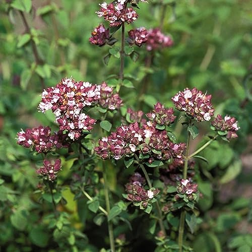 maggiorana Semi di aromatiche, resistenti in vaso Origanum majorana per giardino di aromatiche da interno semi per balcone medicinali biologici, 160semi