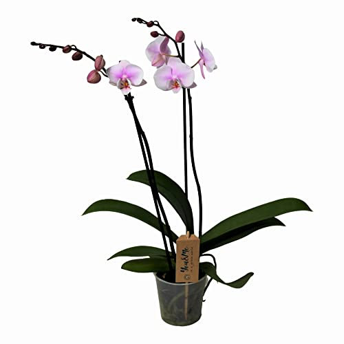 Plant in a Box - Phalaenopsis - Orchidée rose - Plante d'intérieur à fleurs - Aime les chats - Pot 12cm - Hauteur 50-60cm