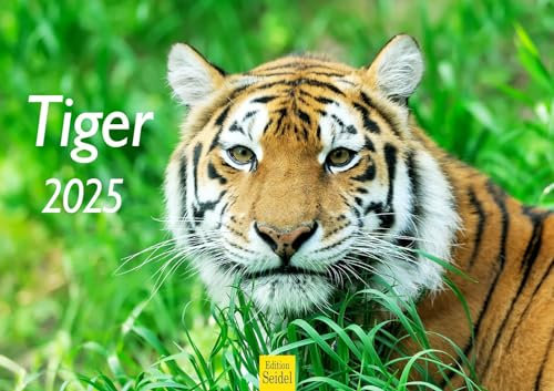 Edition Seidel Premium Kalender Tiger 2025 Format DIN A3 Wandkalender Tierkalender Raubkatze Afrika Welpe Katze Raubtier Wildtier
